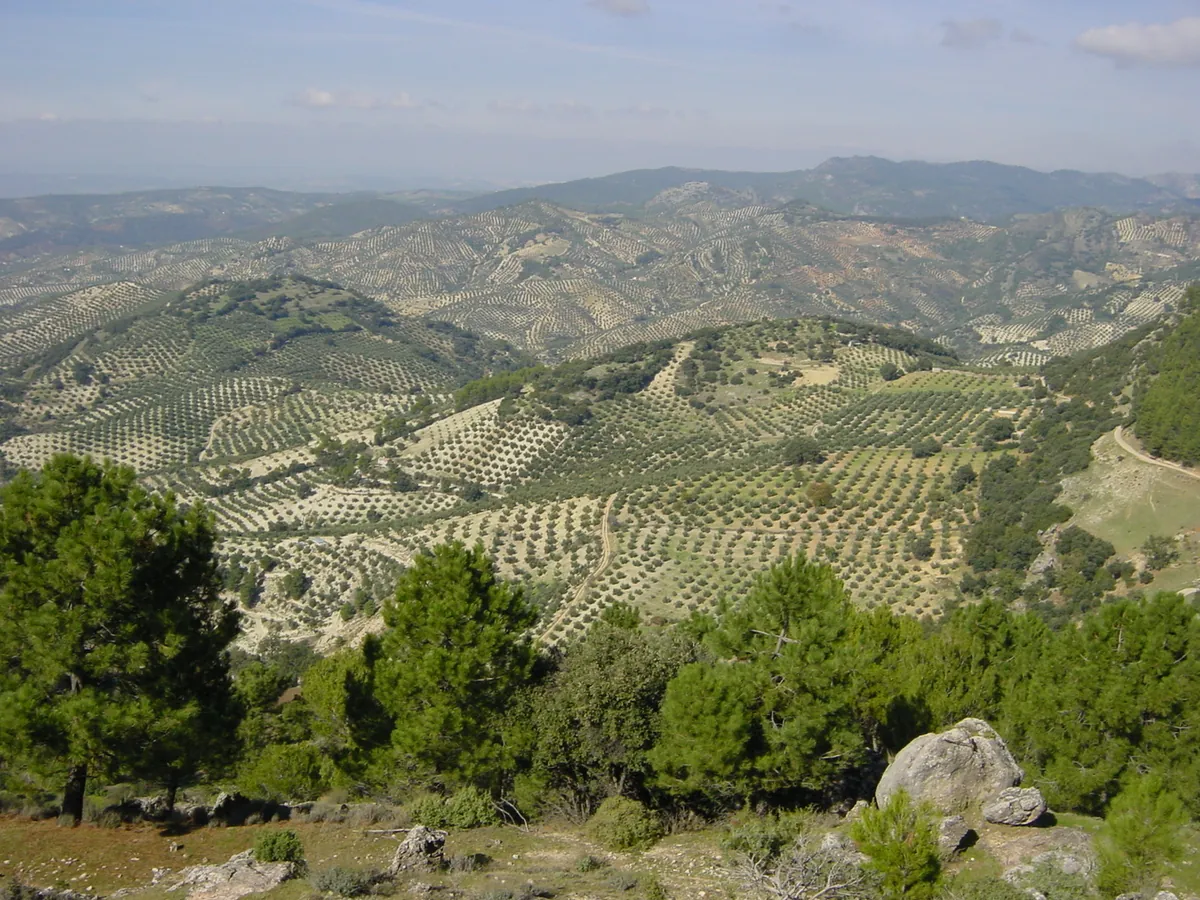Olivar tradicional en Andalucía